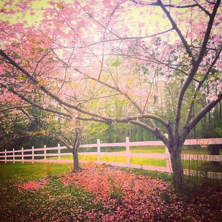 17265591_113838095818104_1757251749938200576_n(1)