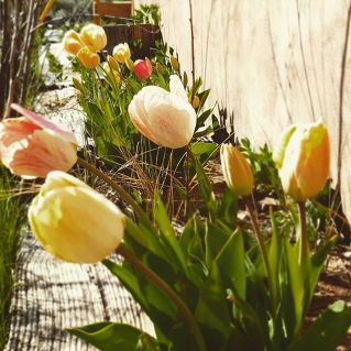 17819256_760402740804640_6382560498390401024_n