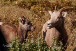 Bighorn Sheep