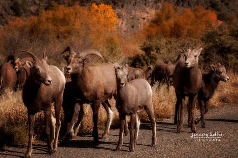 Bighorn Sheep