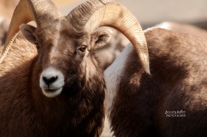 Bighorn Sheep