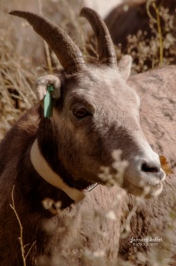 Bighorn Sheep