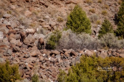 Bighorn Sheep